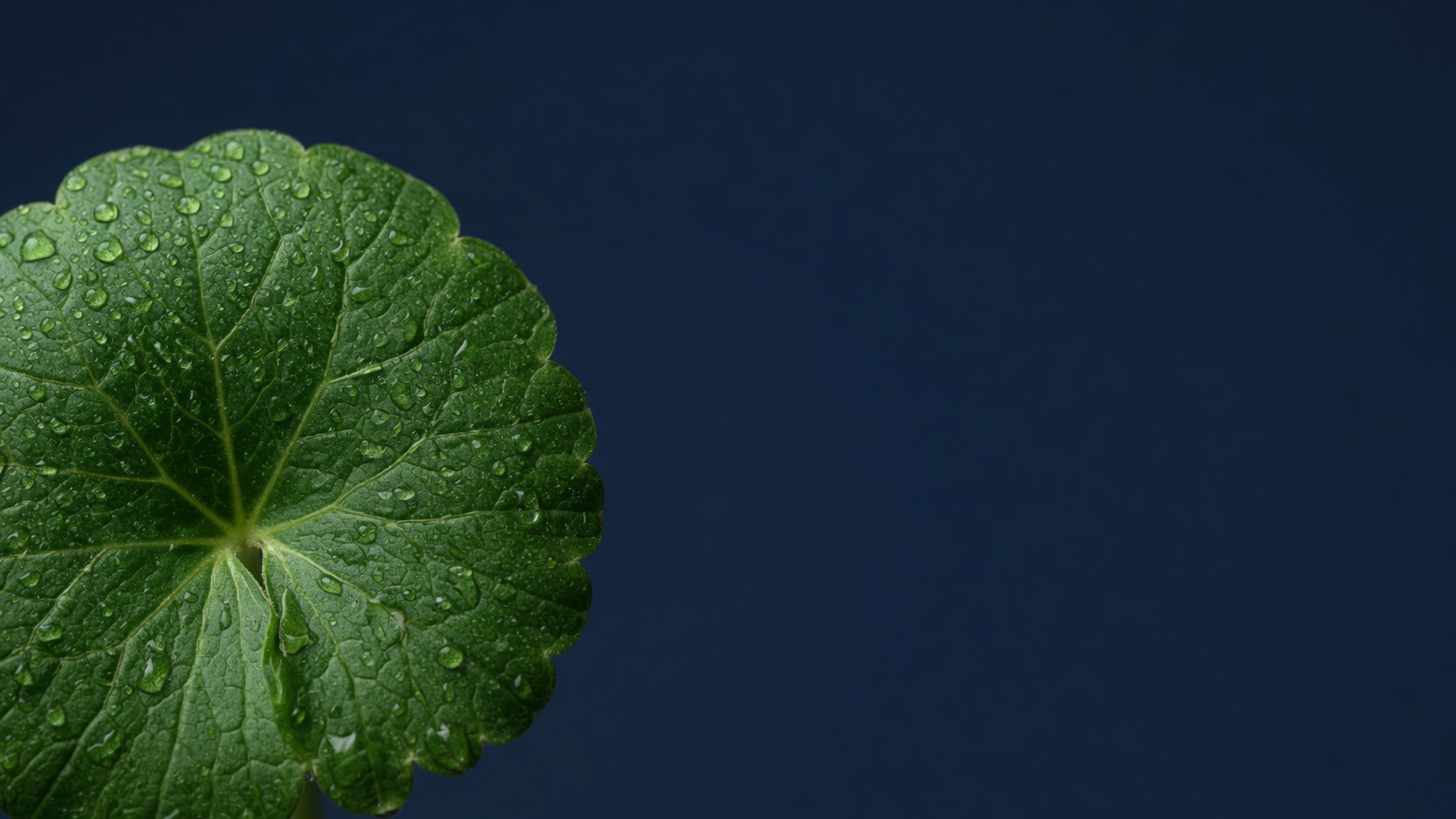 Hoja de Centella Asiática, base botánica de los exosomas vegetales EXO OX